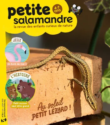 La petite salamandre